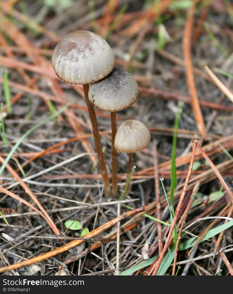 Mushrooms