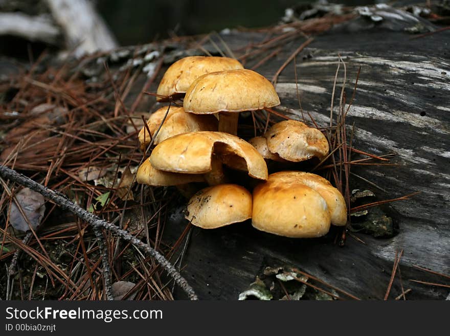 Mushrooms