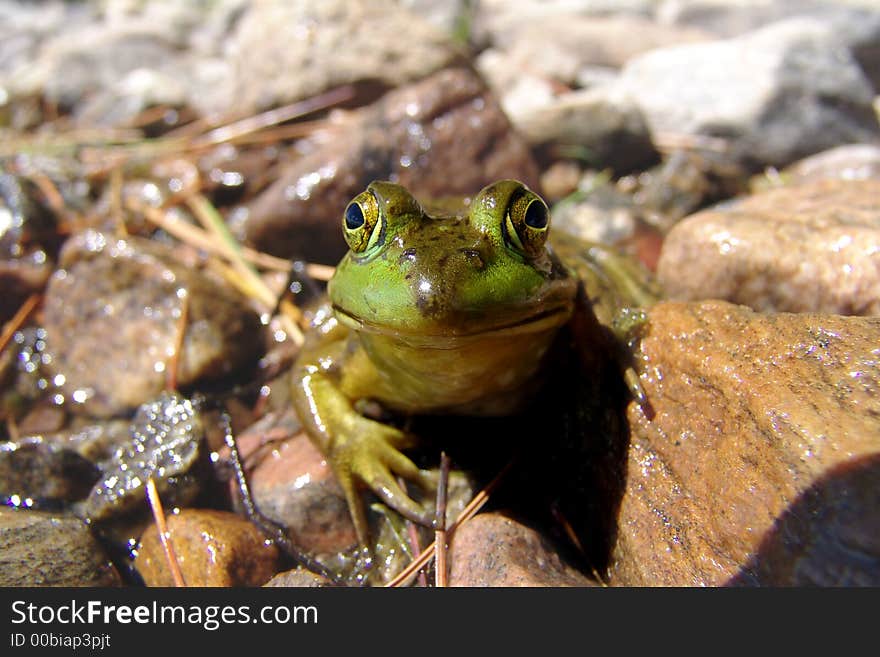 Close-up Photo of a Frog Head On