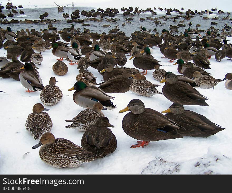 A pond that is filled with a large colony of ducks. A pond that is filled with a large colony of ducks