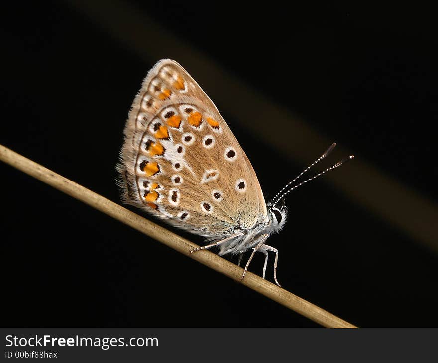 Siting butterfly  on the dark background