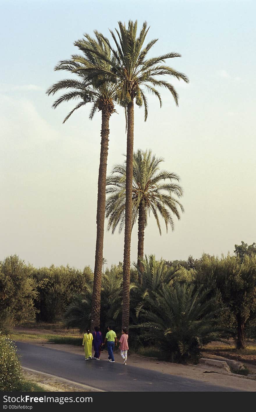 Evening walk of a Moroccan family in Menara Garden, Marrakech, Morocco