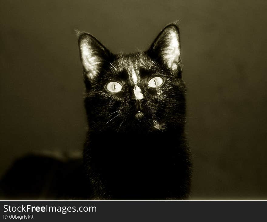 Black cat with stripe portrait. Black cat with stripe portrait