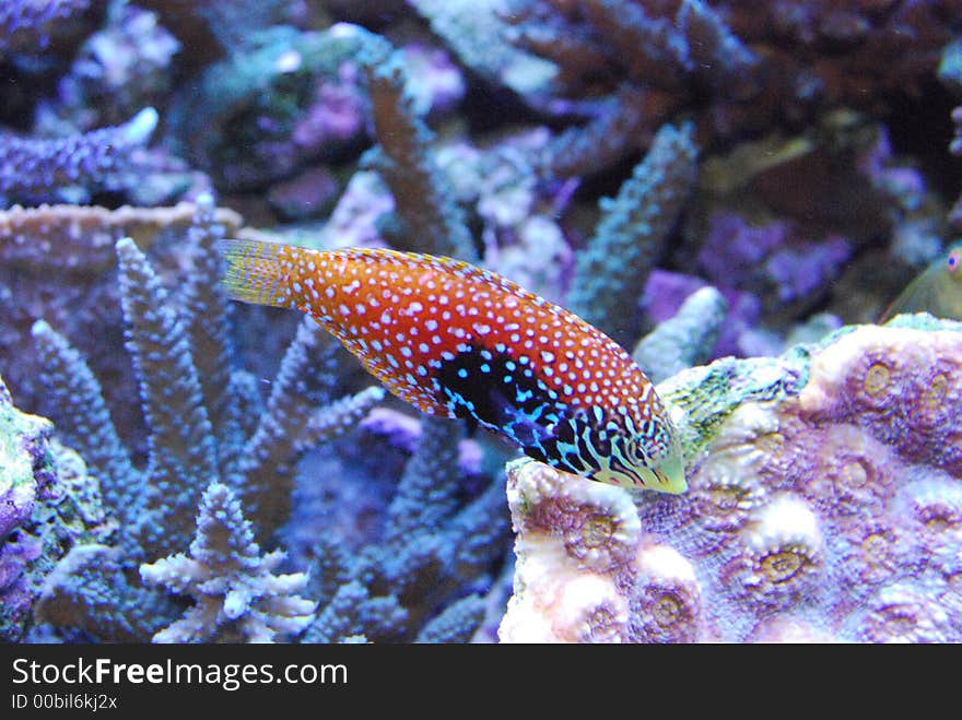 Spotted colorfull fish swimming around