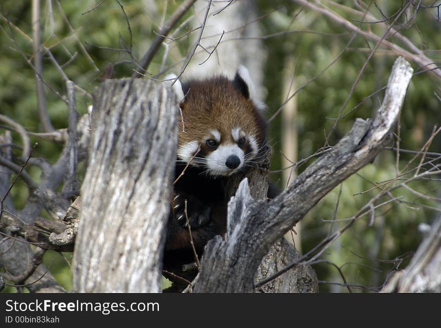 Red Panda