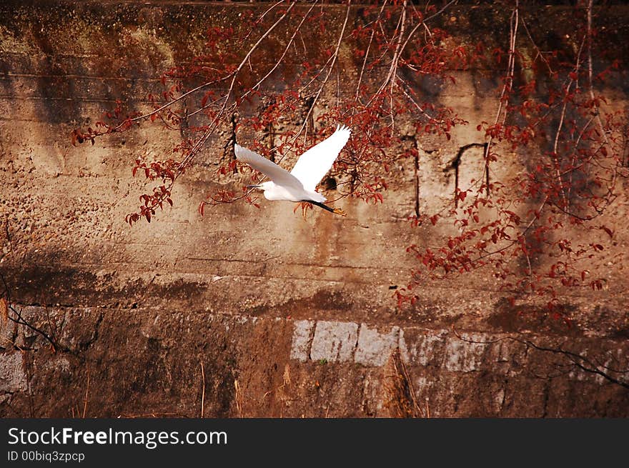 Bird in waterway