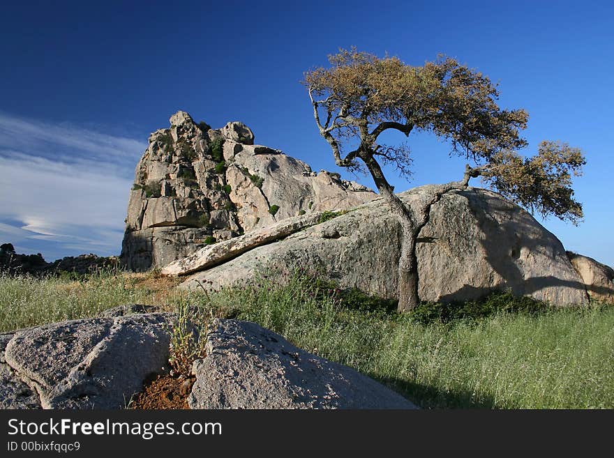 Dry tree on the rock