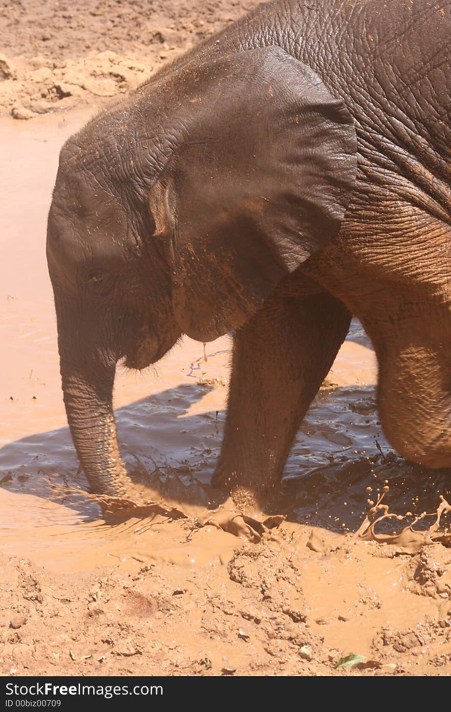 Elephant having fun in a mud pool at the David Sheldrick Elephant Sanctary, Nairobi, Kenya. Elephant having fun in a mud pool at the David Sheldrick Elephant Sanctary, Nairobi, Kenya