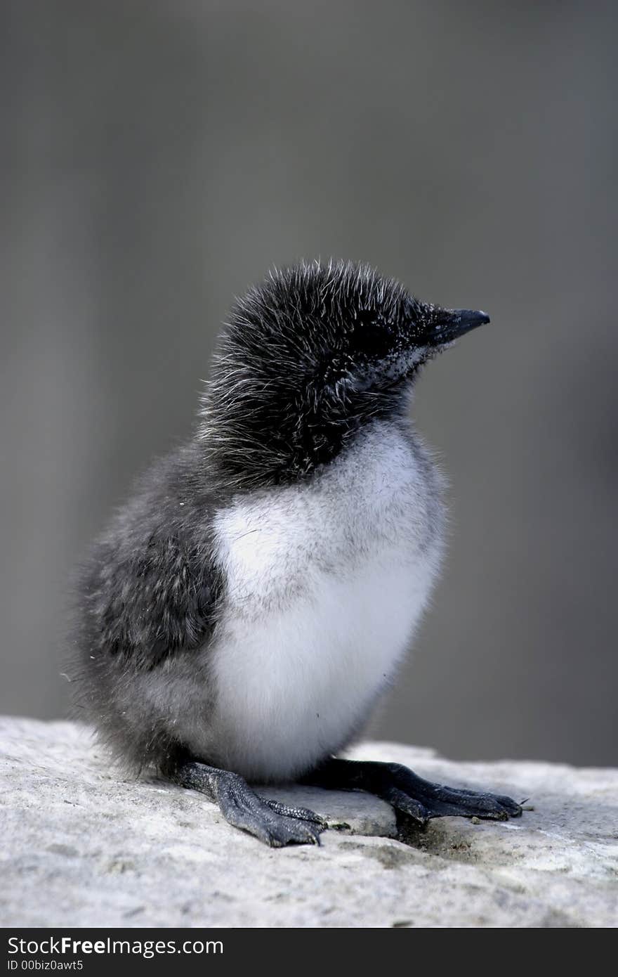 Guillemot Chick (Uria Aalge)