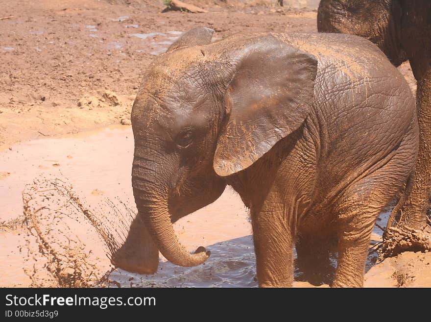 Playful Baby Elephant at the David Sheldrick Elephant Sanctuary, Nairobi, Kenya. Playful Baby Elephant at the David Sheldrick Elephant Sanctuary, Nairobi, Kenya