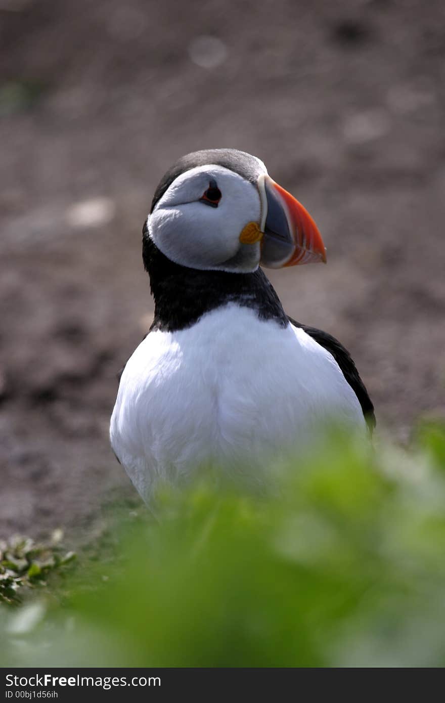 Nests colionally in burrows on grassy,steep slopes by coastal cliffs. Nests colionally in burrows on grassy,steep slopes by coastal cliffs.