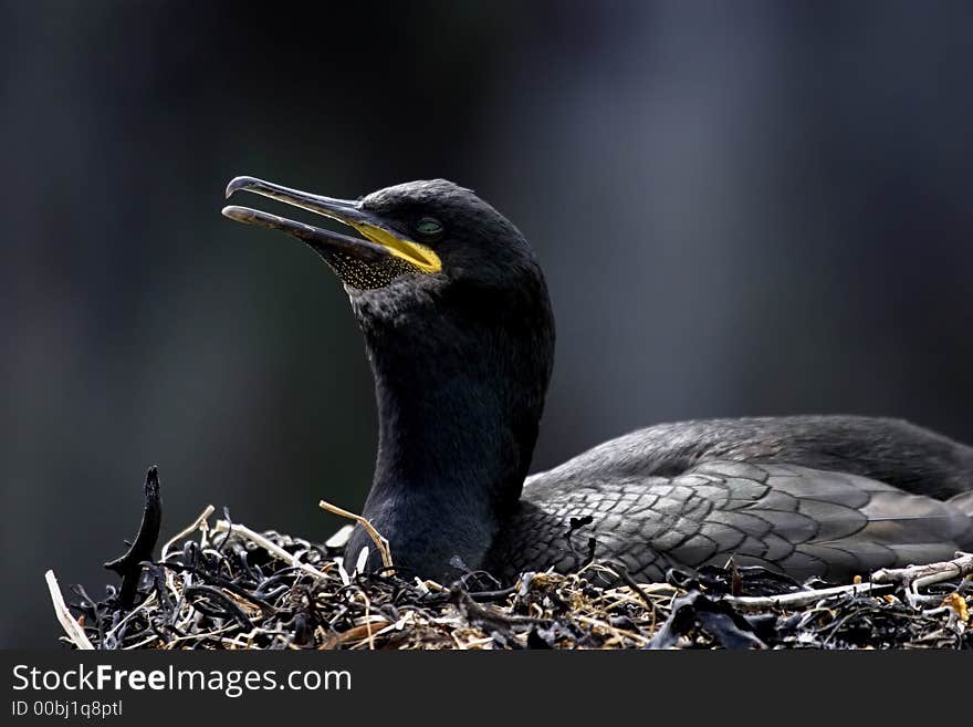 The Common Shag (Phalacrocorax aristotelis) is a species of cormorant. It breeds around the rocky coasts of western and southern Europe, southwest Asia and north Africa.