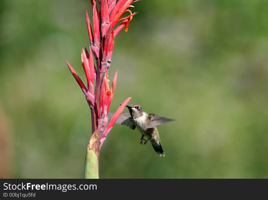 Humming Bird in Flight