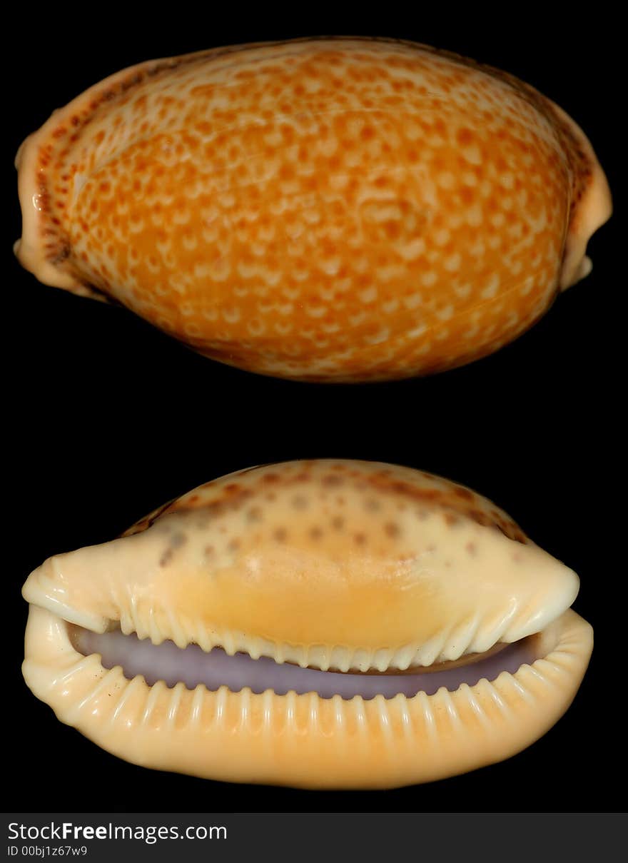 Snail shell called cypraea spurka top and downview. Nice coloured shell. Looks like a leopard pattern From my collection. Found in Greece. A hard to find shell, as lives under stones and is very good masked. Snail shell called cypraea spurka top and downview. Nice coloured shell. Looks like a leopard pattern From my collection. Found in Greece. A hard to find shell, as lives under stones and is very good masked.