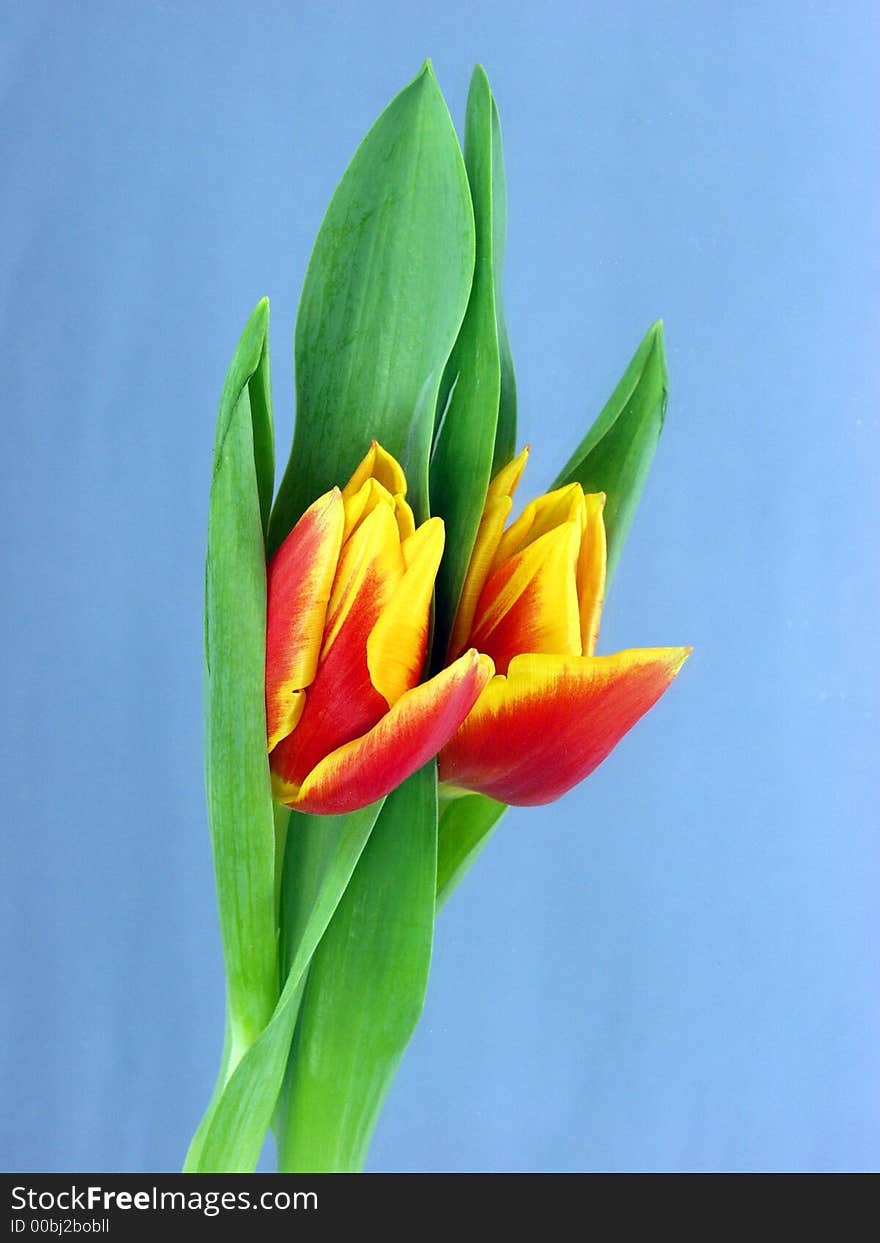 Tulip