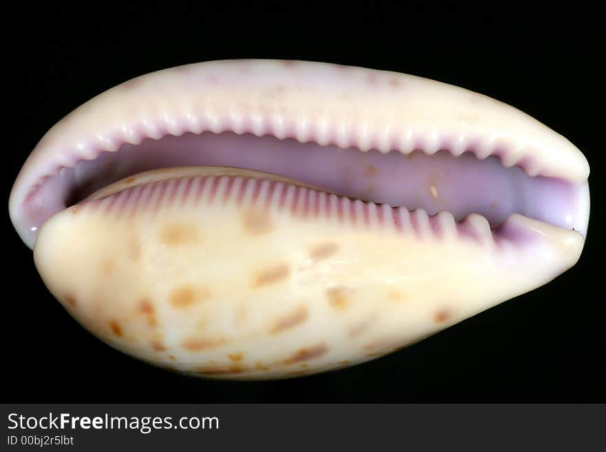 Snail shell called cypraea walkeri. Picture from the underside with violet teeths. From my collection. Don't know where it comes from. Snail shell called cypraea walkeri. Picture from the underside with violet teeths. From my collection. Don't know where it comes from.