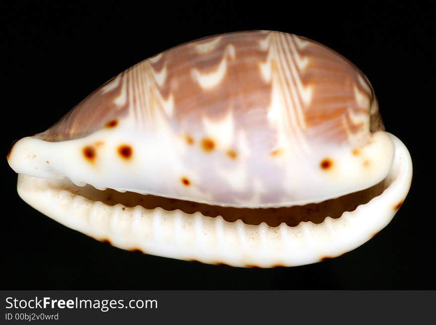 Nice purple snail shell with zigzag lines