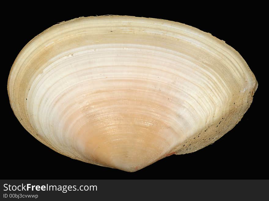 Shell called angulus planatus. Very fine and breakable shell. From my collection. Found in Greece. Shell called angulus planatus. Very fine and breakable shell. From my collection. Found in Greece.