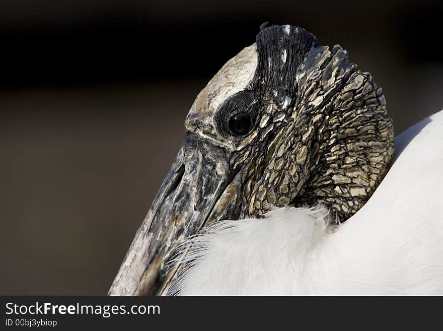 Wood Stork, mycteria americana. Florida, bird. Wood Stork, mycteria americana. Florida, bird