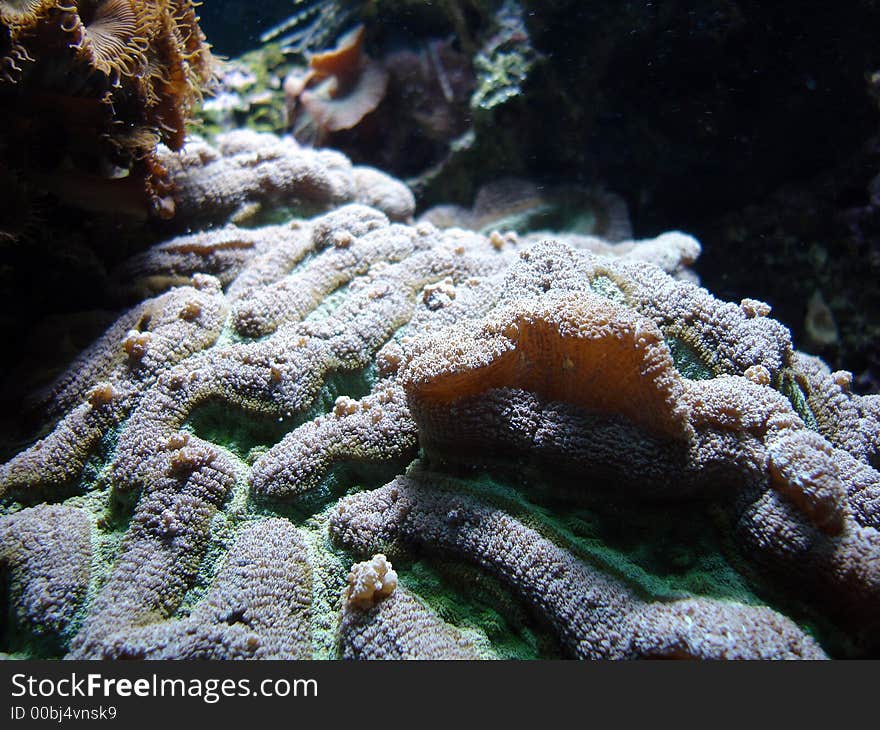 Macro of beautiful bright coral. Macro of beautiful bright coral