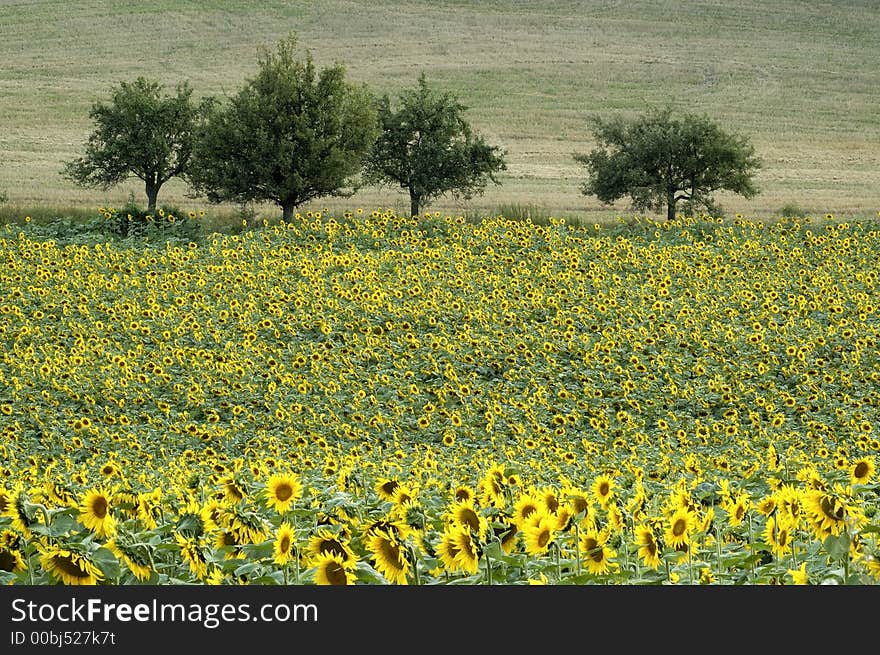 Sunflowers