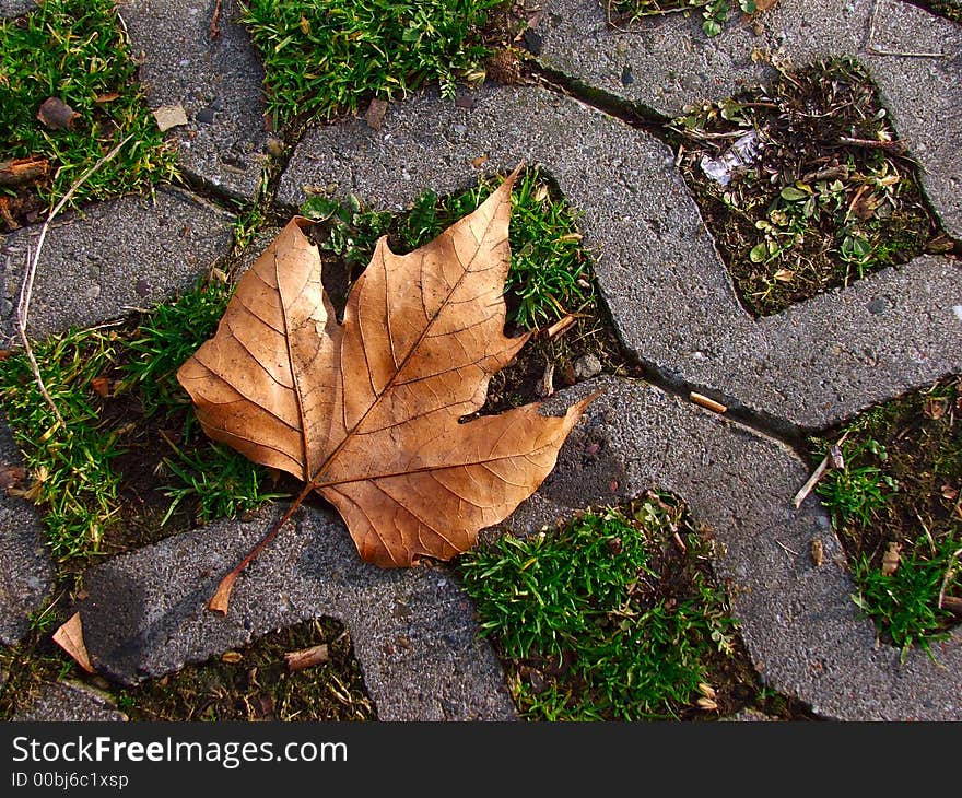 Dry Leaf On The Grass-concrete Background On Autumn