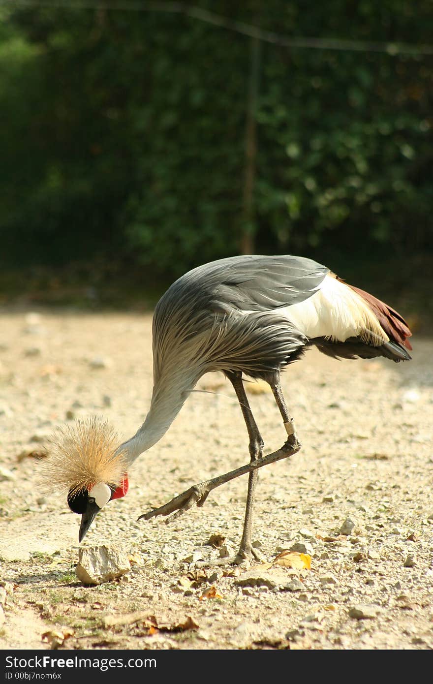 A crane is looking for some food. Illuminated by sunlight. A crane is looking for some food. Illuminated by sunlight.