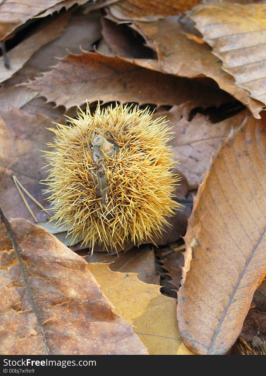 Brown chestnut on autumn leaves.