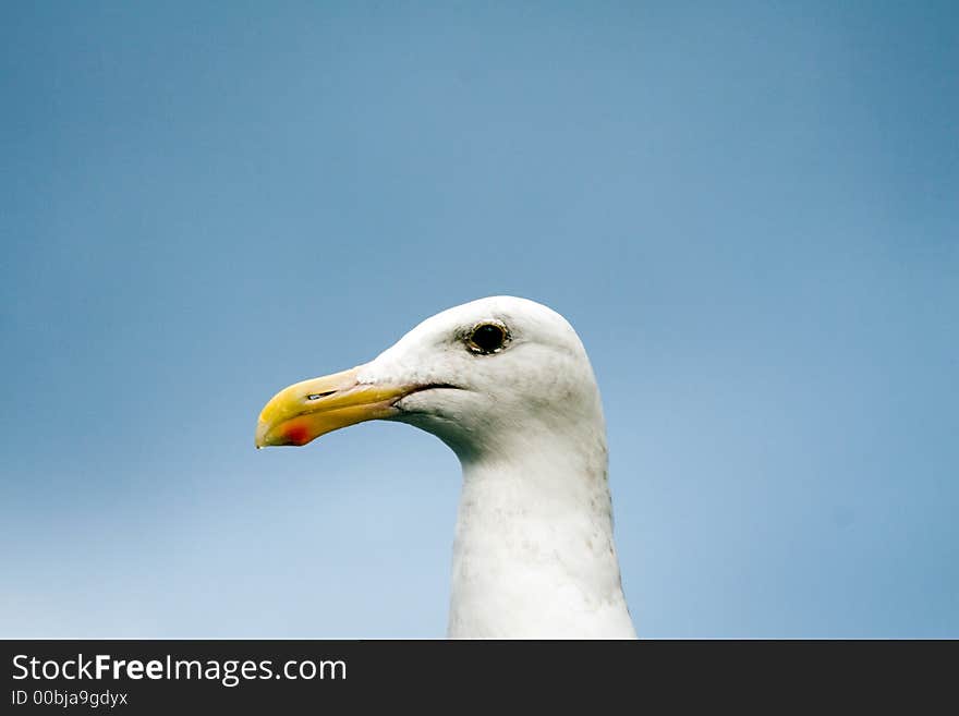 Close up of a seagull