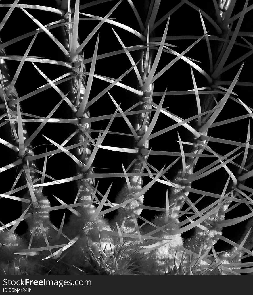 Close up of the 3 inch long thorns of a large golden barrel cactus - black and white rendition.  Scientific name: echinocactus grusonii. Close up of the 3 inch long thorns of a large golden barrel cactus - black and white rendition.  Scientific name: echinocactus grusonii.