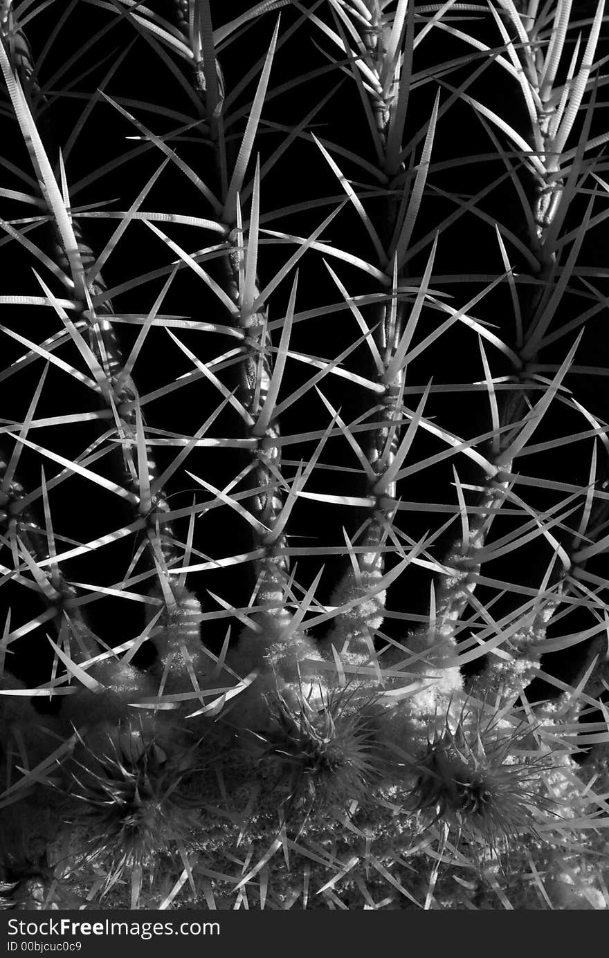 Close up of the 3 inch long thorns of a large golden barrel cactus - black and white rendition.  Scientific name: echinocactus grusonii. Close up of the 3 inch long thorns of a large golden barrel cactus - black and white rendition.  Scientific name: echinocactus grusonii.