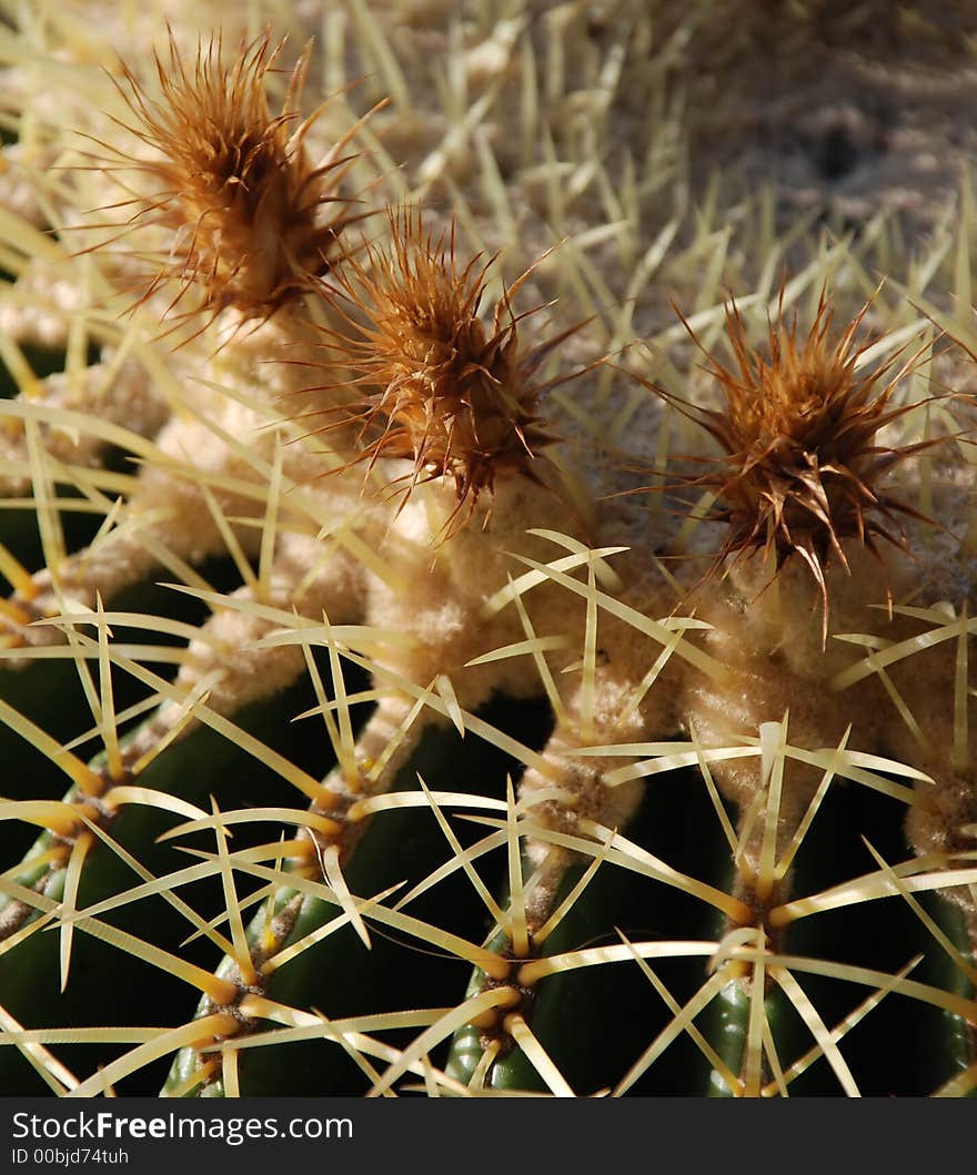 View of the top of a large Golden Barrel Cactus, showing 3 inch long thorns and flowers. Scientific name: echinocactus grusonii. View of the top of a large Golden Barrel Cactus, showing 3 inch long thorns and flowers. Scientific name: echinocactus grusonii.