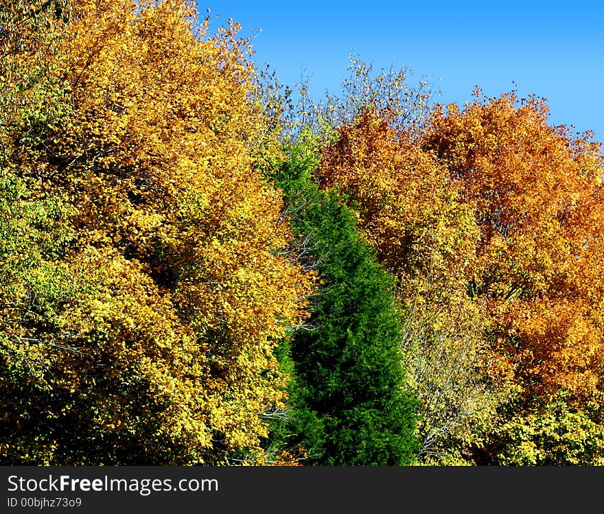 Autumn Trees