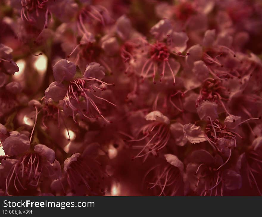 Dark Flower Petals Texture