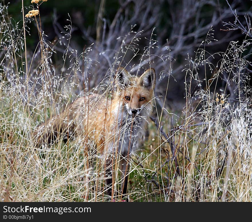 A beautiful red Fox with alert facial expression looking through wild grass. A beautiful red Fox with alert facial expression looking through wild grass