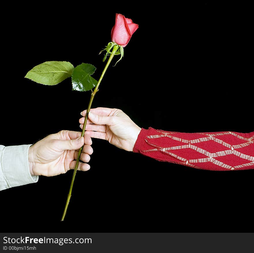 Man handing a woman roses in a gesture of love, isolated over black. Man handing a woman roses in a gesture of love, isolated over black