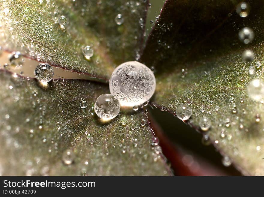 Macro  drop of water on a leaf. Macro  drop of water on a leaf