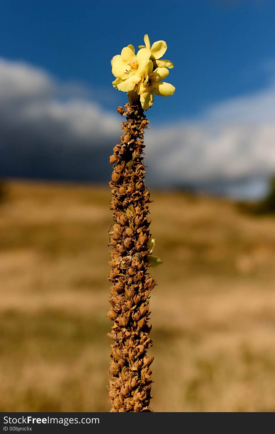 Flower in a field