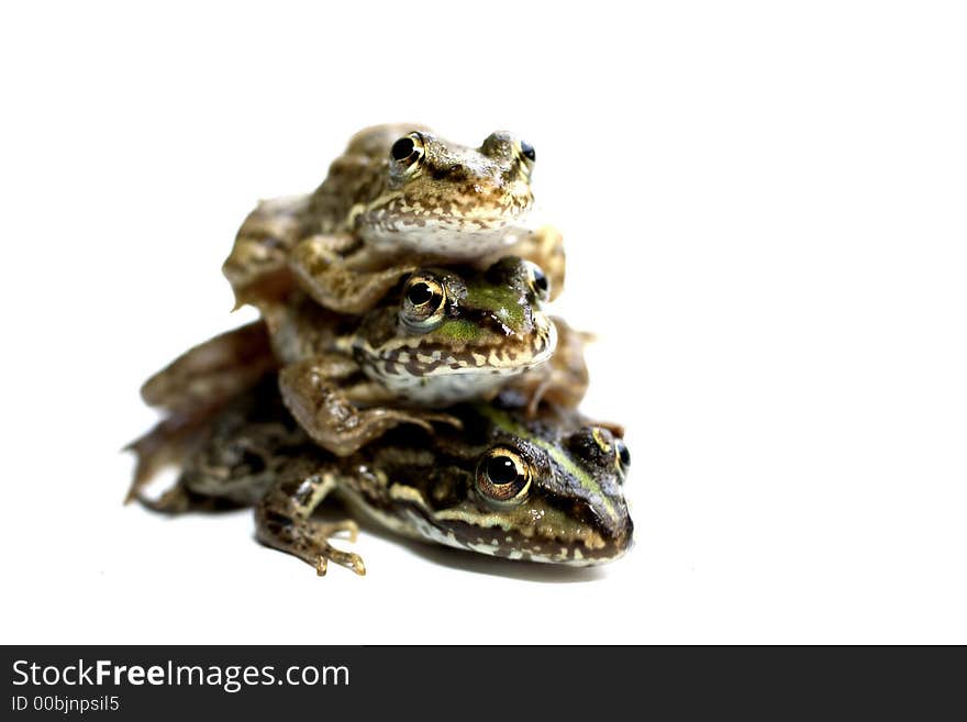 Three beautiful frogs brothers playing