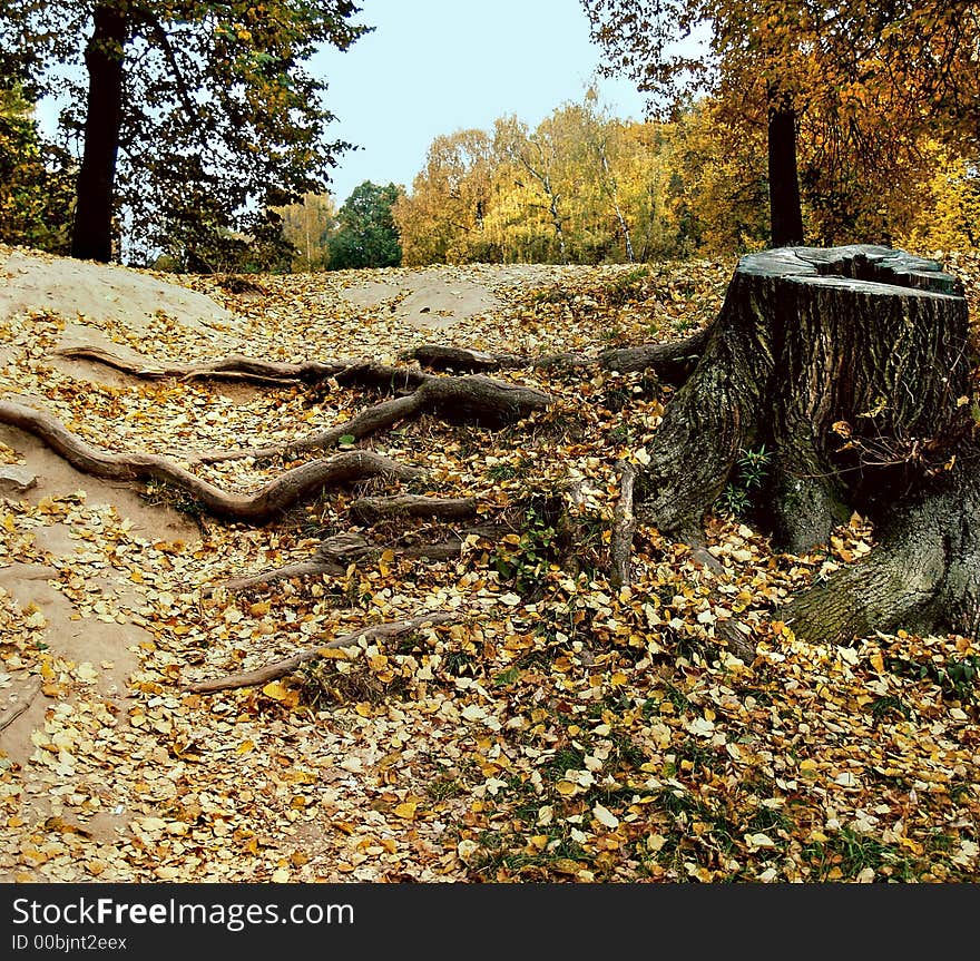 The stump about the road