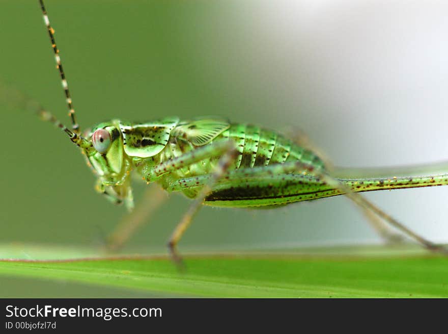 a green grass hopper sitting on a green leaf. a green grass hopper sitting on a green leaf