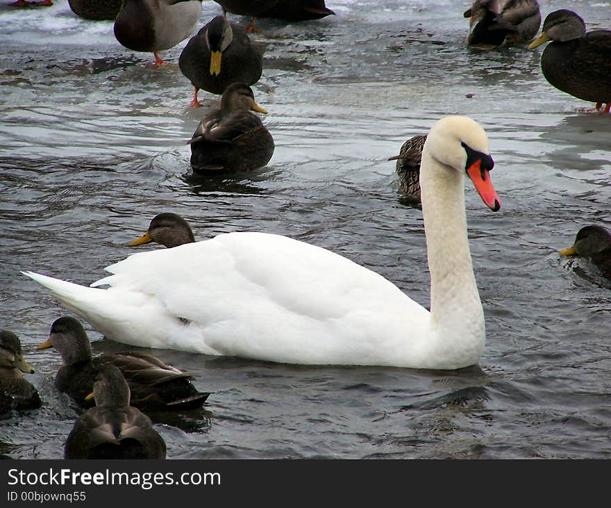 Winter swan