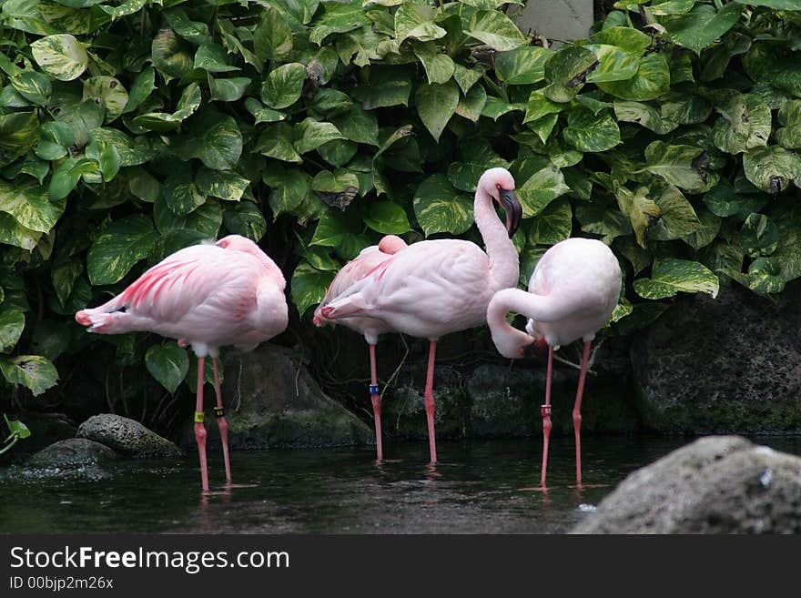 Pink Flamingos