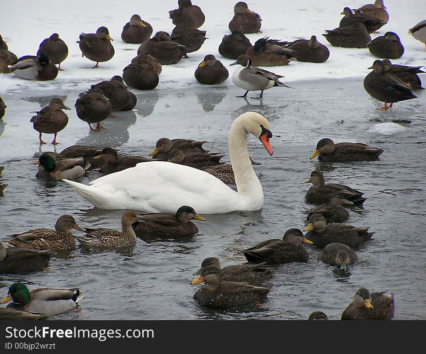 Winter swan 2