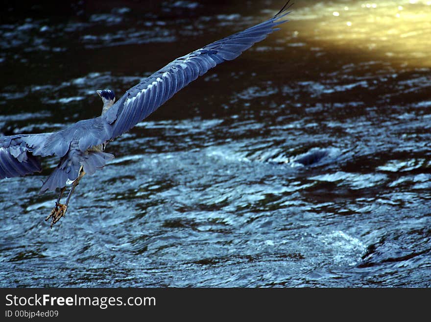 Great Blue Heron in flight over the Platte River in Colorado. Great Blue Heron in flight over the Platte River in Colorado