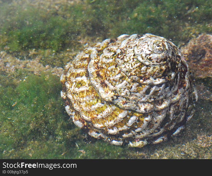 A sea slug under water