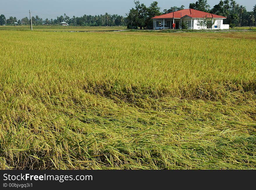 Countryside paddy field