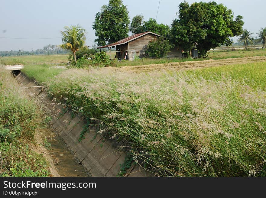 Countryside wooden house