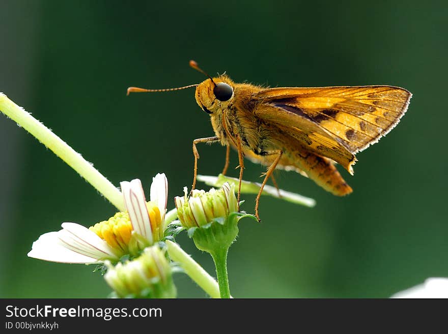 morning sun light and moth. morning sun light and moth