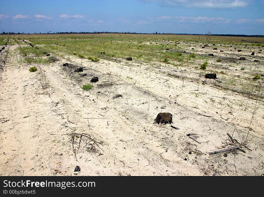 Stubs on the place of perished forest